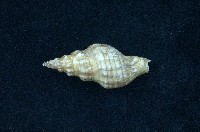 藏品(麗紋峨螺)的圖片